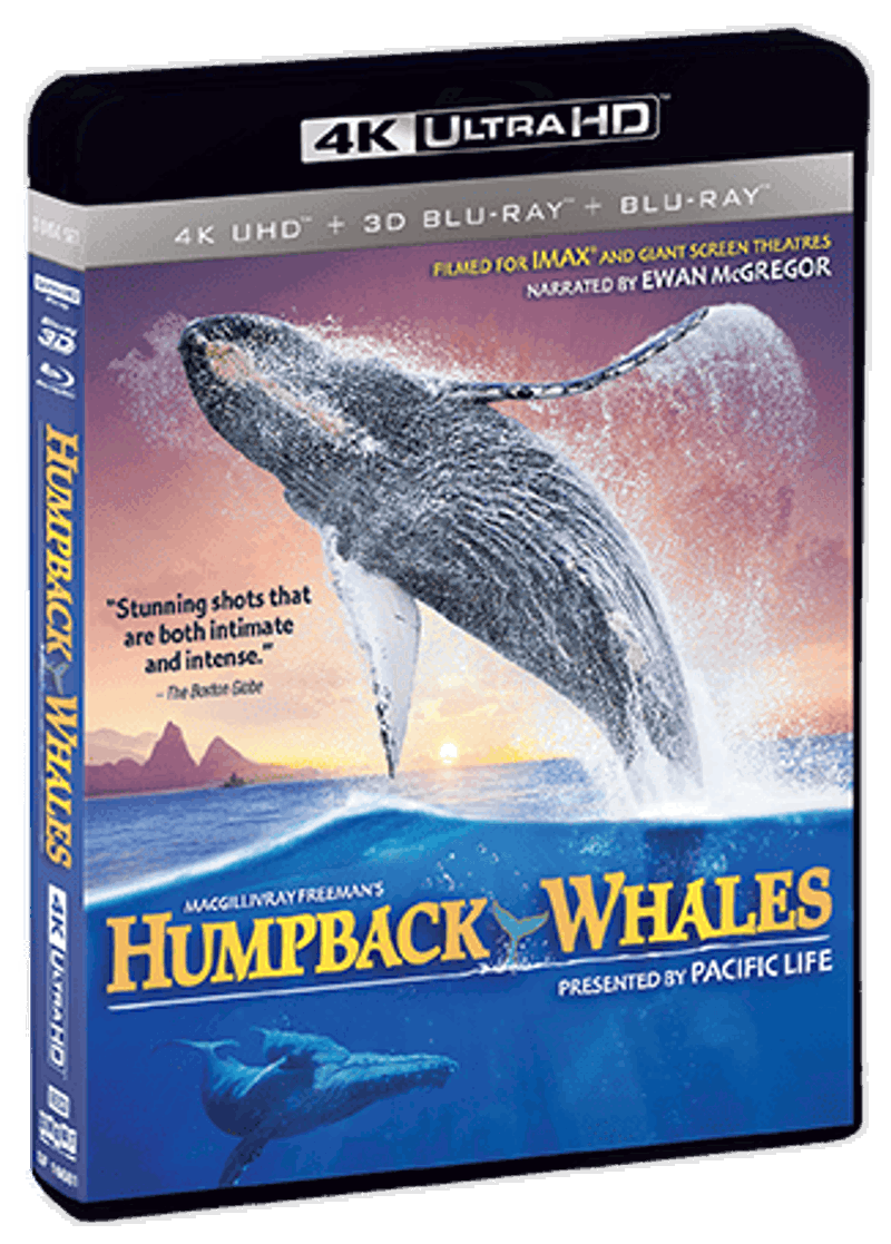 Humpback Whales [UHD]