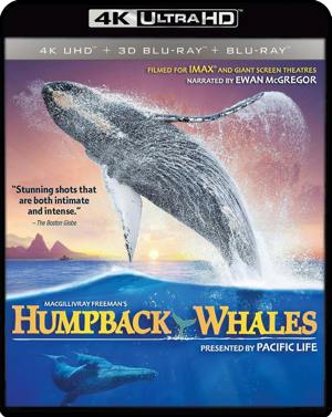 Humpback Whales [UHD]